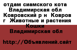 отдам сиамского кота - Владимирская обл., Ковровский р-н, Ковров г. Животные и растения » Кошки   . Владимирская обл.